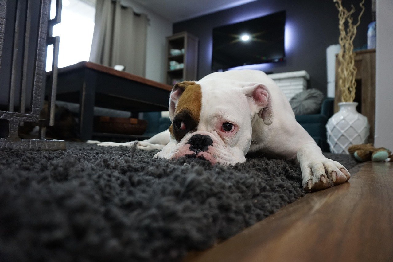Why Is It Hard to Chose Carpet? Full Guideline